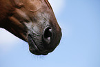 Quarter Horse Maul