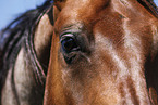 Quarter Horse Auge