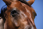 Quarter Horse Auge