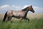 rennendes Quarter Horse