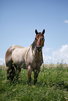 stehendes Quarter Horse