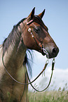 Quarter Horse Portrait