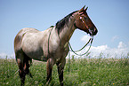 stehendes Quarter Horse