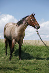 stehendes Quarter Horse