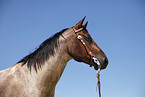 Quarter Horse Portrait