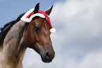 Quarter Horse mit Weihnachtsmannmtze