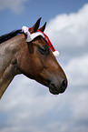 Quarter Horse mit Weihnachtsmannmtze