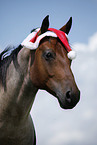 Quarter Horse mit Weihnachtsmannmtze