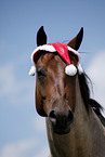 Quarter Horse mit Weihnachtsmannmtze