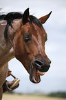 Quarter Horse Portrait