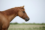 Quarter Horse