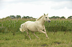 galoppierendes Quarter Horse