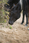 Quarter Horse Portrait