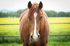 Quarter Horse Portrait