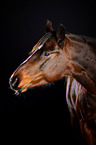 Quarter Horse Portrait