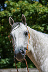 Quarter Horse Portrait