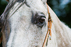 Quarter Horse Auge