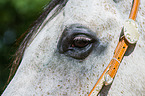 Quarter Horse Auge