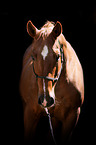 Quarter Horse Portrait