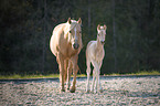 Quarter Horse Fohlen mit Mutter
