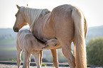 Quarter Horse Fohlen mit Mutter