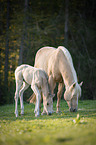 Quarter Horse Fohlen mit Mutter