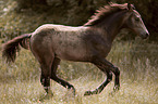 galoppierendes Quarter Horse