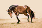 trabendes Quarter Horse