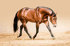 trabendes Quarter Horse