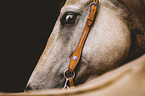 Quarter Horse Portrait