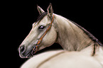 Quarter Horse Portrait