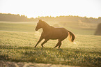 galoppierendes Quarter Horse