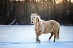 trabender Quarter Horse