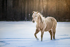 trabender Quarter Horse