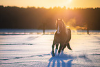 galoppierendes Quarter Horse