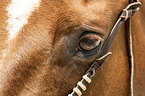 Quarter Horse Auge