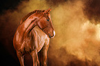 Quarter Horse mit Holi Pulver
