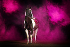 Quarter Horse mit Holi Pulver