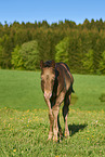 Quarter Horse Fohlen