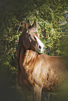 braunes Quarter Horse
