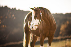 Quarter Horse Portrait