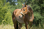 ausgewachsenes Quarter Horse
