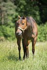 ausgewachsenes Quarter Horse