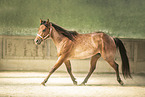 ausgewachsenes Quarter Horse