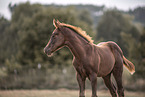 Quarter Horse Fohlen
