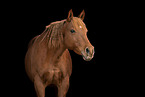 Quarter Horse Portrait