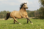 galoppierendes Quarter Horse