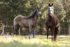 Quarter  Horses
