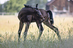 Quarter Horse Fohlen