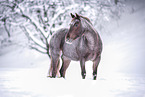 Quarter Horse